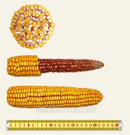 Кукуруза гибрид П7054 ФАО 160 ультраранний