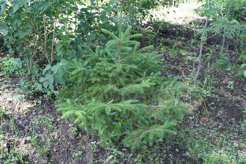 Ель аянская Picea ajanensis