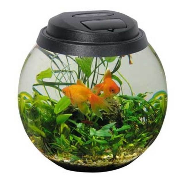 Круглый аквариум с рыбками фото