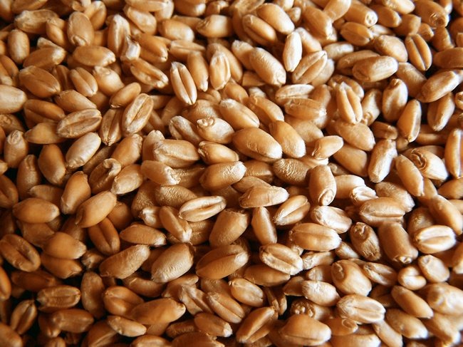 Пшеница яровая Дарья на экспорт