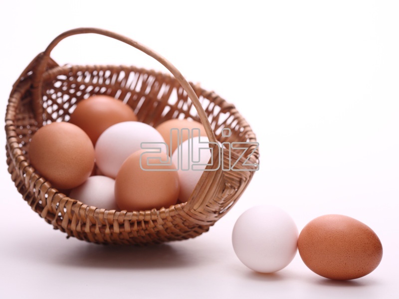 Промышленная инкубация яиц до 1млн.шт