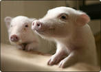 Pаменитель цельного молока свиноматок «Порсимилк»