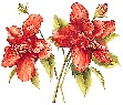 Гибискус сушеный, цветки крупноизмельченные