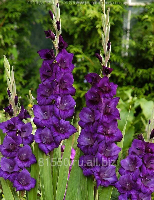 Луковица цветочных культур Purple Flora