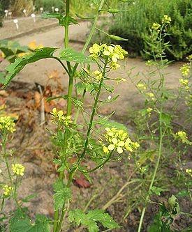 Горчица белая Sinapus alba