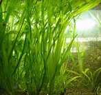 Валлиснерия калескенс (Vallisneria caulescens ) 15 см