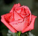 Мыло цветочное Роза