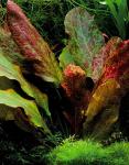 "Эхинодорус «Красное пламя» (Echinodorus sp. ""Ozelot Red Flame”)"